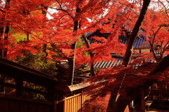人知れぬ紅葉