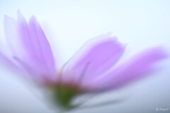 秋澄む