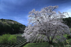 雨空の里桜