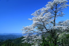 孤高の山桜２