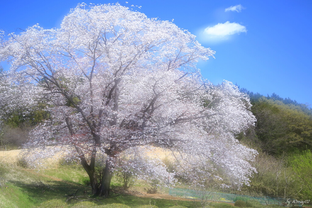 名残桜