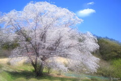 名残桜