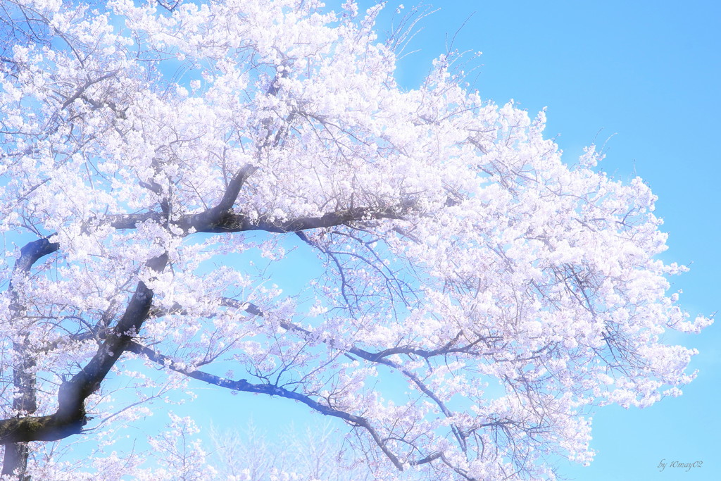 春満開