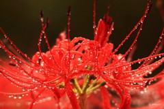 リコリスの宝飾