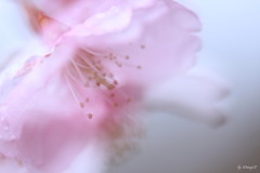 雨桜