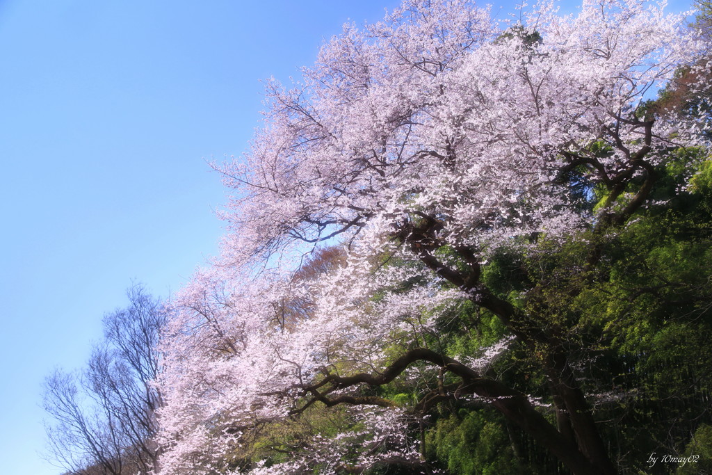悠久の時に咲く