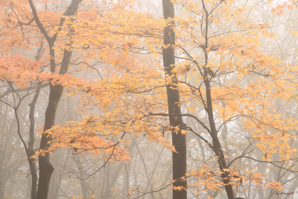 薄紅の葉