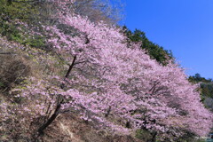 峠の河津桜