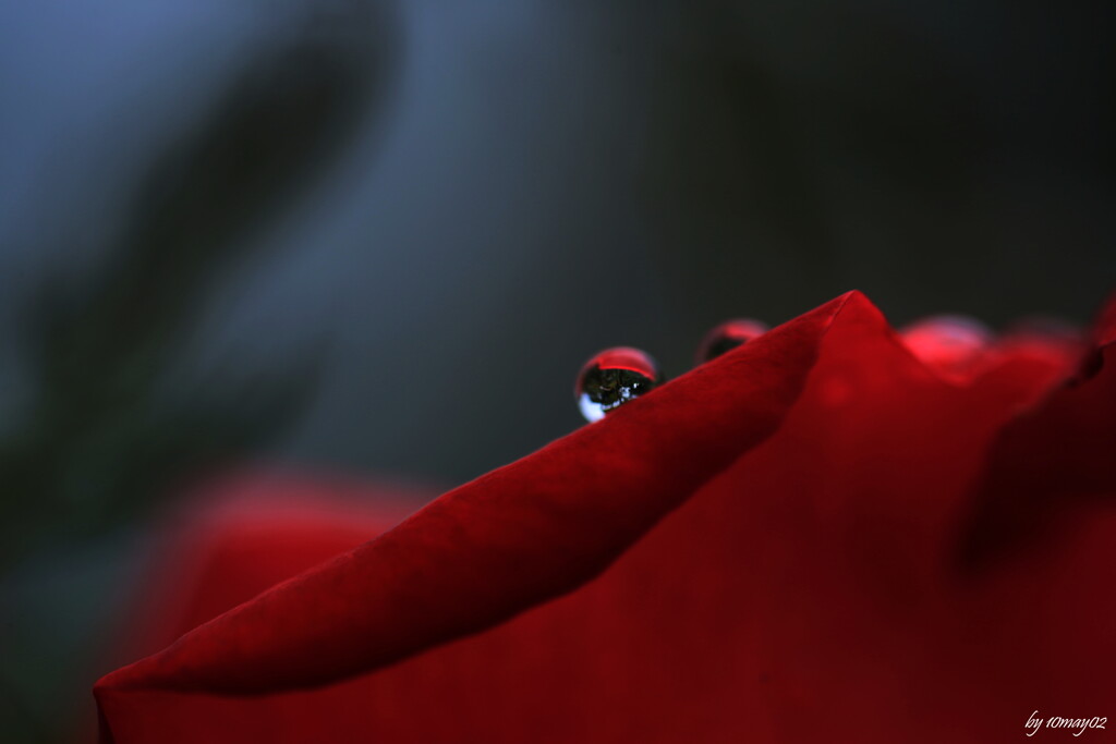 秋露