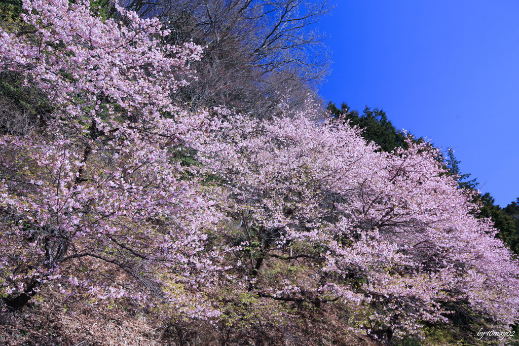 山桜２