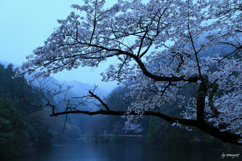 雨桜