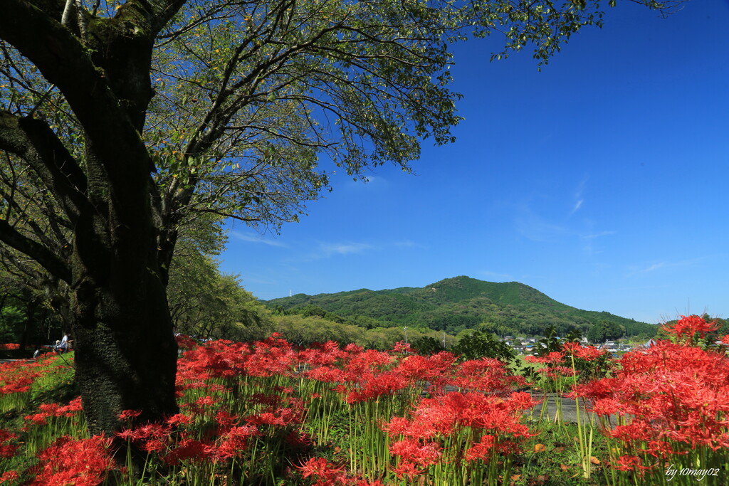 巾着田