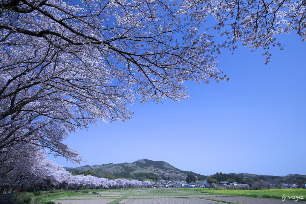 里桜