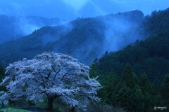 雨桜