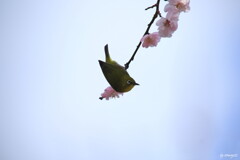 春風に揺らぐ