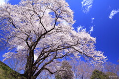 鉢形城跡公園