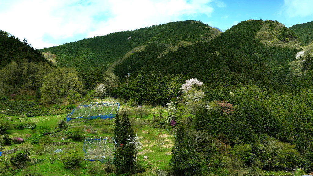 山村の彩
