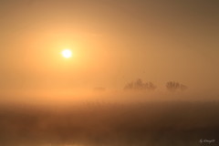 渡良瀬厳冬８