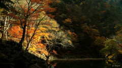朝の光