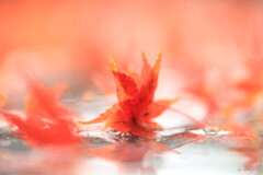 紅葉寸景