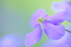 紫花菜