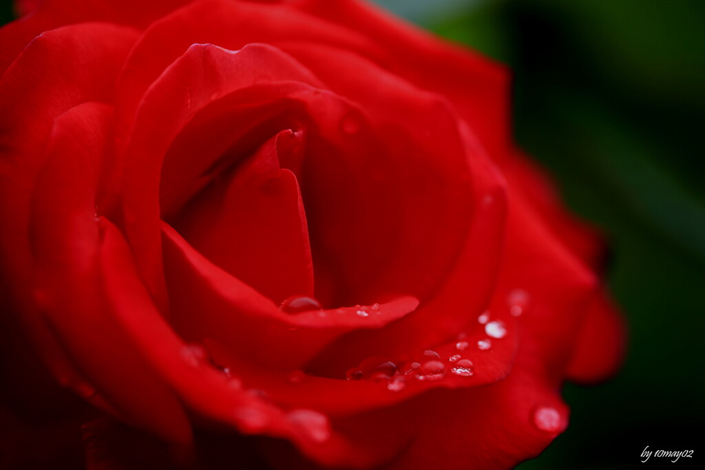雨薔薇
