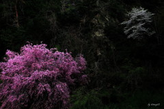 山桜