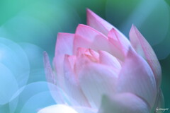 聖花