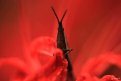 隠れ家