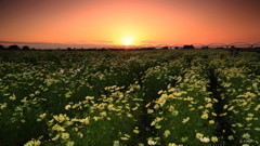夕照