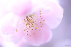 梅が香