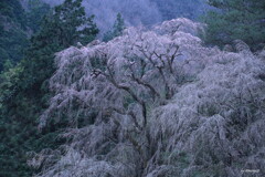 山しだれ開花