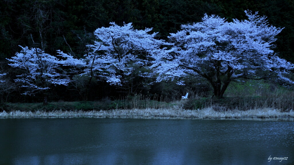 野桜２