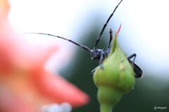登頂成功