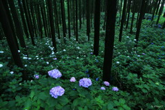 群生２