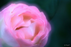 薔薇の精