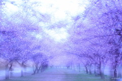 桜浪漫