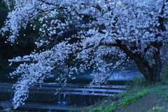 黎明の桜２