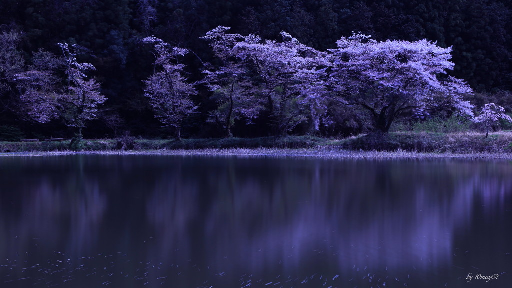 里山桜