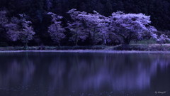 里山桜
