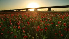 夕照