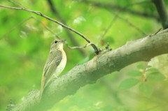 キビ♀の立ち寄り