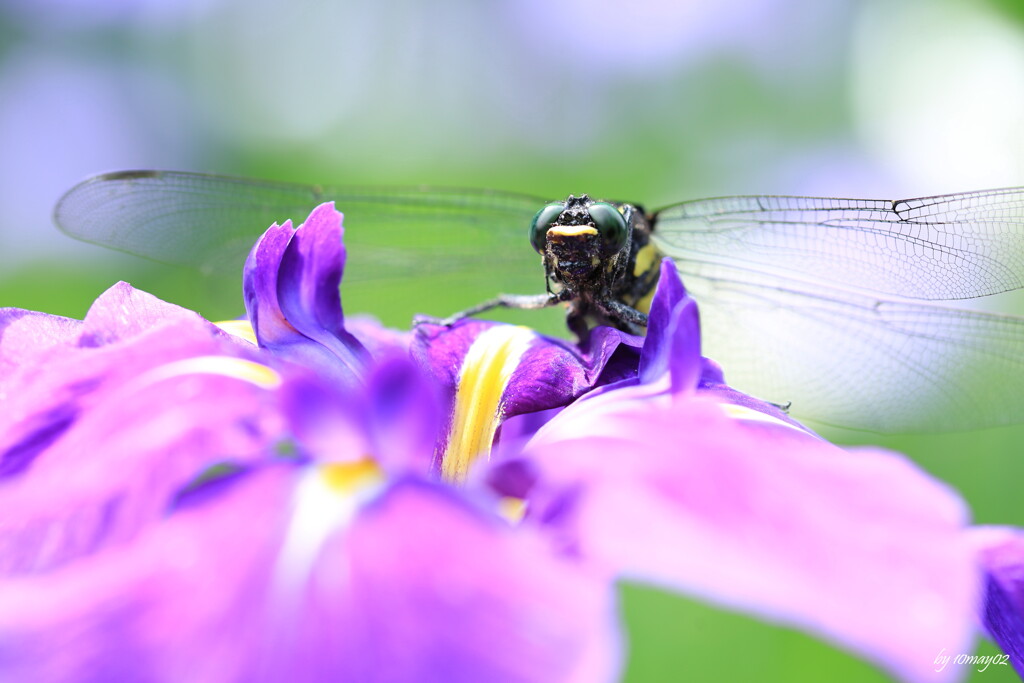 この花とまれ