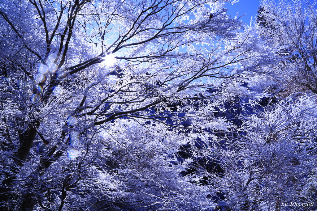樹霜
