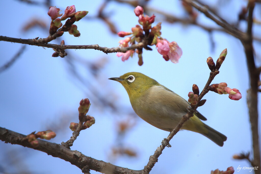 春告げ