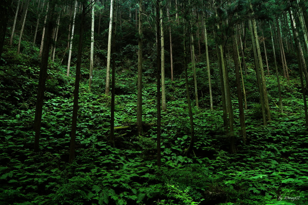 群生
