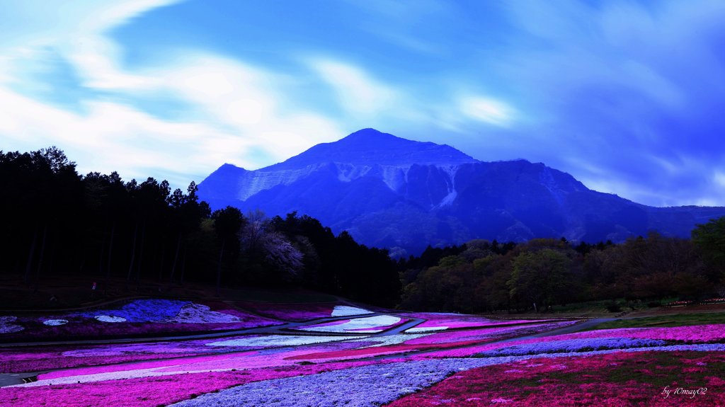 芝桜の空