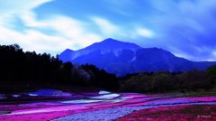 芝桜の空