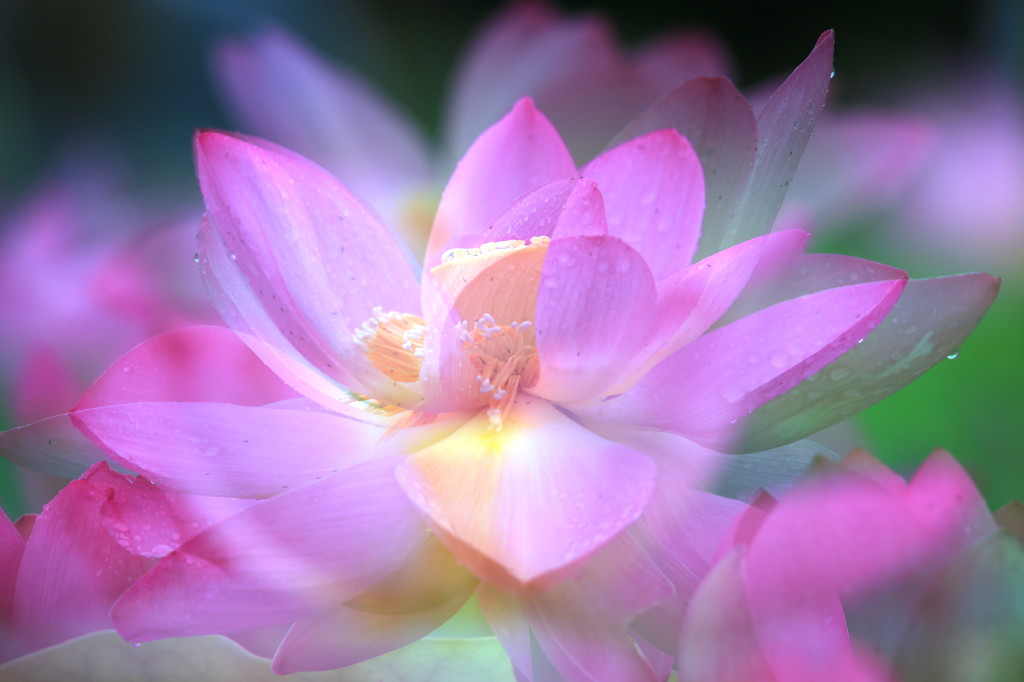 オシリスの花