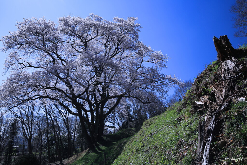 鉢形城址・氏邦桜３